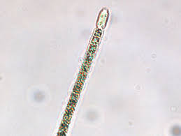 Image result for Cylindropsis