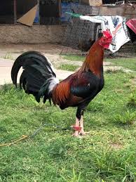 Sanger Farm Sempat Ada Yang Minat Ayam Siap Pakai Wa Facebook