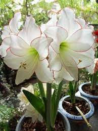 Beauty Of My Amaryllis Beautiful Flowers Flower Garden Plants