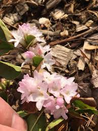We did not find results for: Trailing Arbutus Epigea Repens Massachusetts State Flower Nativeplantgardening