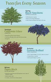 Selecting The Right Tree For Your Garden Backyard Trees Landscaping Trees Landscape Trees