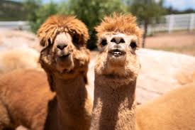 According to tripadvisor travelers, these are the best ways to experience the camel farm La Dolce Vita Alpacas San Diego Home Garden Lifestyles