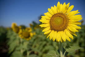 Has chosen 30 of texas' most common wildflowers to identify and celebrate. They Make People Smile Texas A M Today