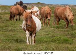 Image result for tbn:tVj6rqcH-AQR9M::www.pregonagropecuario.com.ar/images/caballo_overo.jpg
