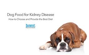 dog food for kidney disease guide
