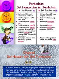 Dinding sel ini terdiri dari selulosa dan hemiselulosa. Perbedaan Sel Hewan Tumbuhan