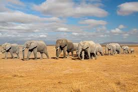 From the stampeding herds of the mara to the cultures of the maasai, rendille and samburu, and the pink. Kenia Reisen Safaris Strand Mit Venter Tours