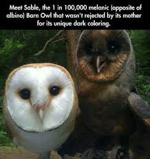 Bird Bouncing Golf Ball On Concrete Pin By M Hdz On Funky Animals Cute Animals Animals Cute Funny Animals