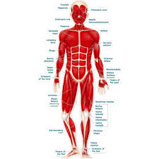 We cover the circulatory, digestive, respiratory and this blood is sent to the muscular system to help your muscles work and keep the body moving. Human Body Muscular System For Kids Free Image