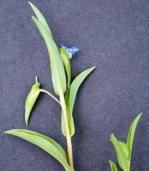 Image result for Commelina subulata