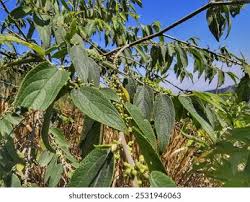 Image result for Trema