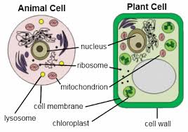 Nucleus plant cell only brainly. Https Core Docs S3 Amazonaws Com Documents Asset Uploaded File 262298 6th Grade Science Day 2 Mrs Frischkorn Pdf