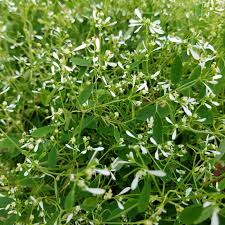 Image result for Euphorbia hypericifolia