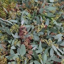 Our Seeded Eucalyptus Is Loaded With Seeds Just A Great California Green To Use In Floral Arrangements Seeded Eucalyptus Wholesale Flowers Diy Wedding Flowers