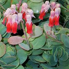 Kalanchoe plant care, an easy to grow winter blooming houseplant increasingly popular as a kalanchoes are a native of madagascar can be grown as an outdoor plant in the right settings, but in. Plant Encyclopedia Phoenix Perennials And Specialty Plants