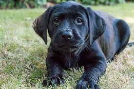 The most common reason that dogs can make lawns look bad is because they use them as a bathroom and as a way to release energy. Lawns For Dogs Lawn Care Tips For Dog Owners Turf Online