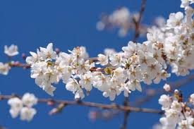 We may earn a commission through links on our site. Signs That Spring Has Sprung Earth S Seasons Live Science