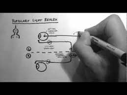 Reflexes 2 Pupillary Light Reflex Light Reflexes Teaching