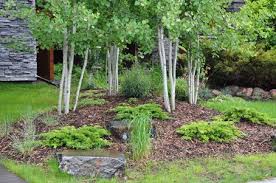 Gardening With Aspen Trees Deciduous Trees Aspen Multi Stem Trembling Aspen Back To Top Aspen Landscaping Xeriscape Front Yard Colorado Landscaping