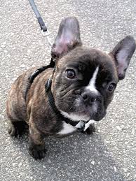 Hes 3 weeks old and is starting to walk around … more over 4 weeks ago on puppyfind French Brownish Black Bulldog Puppy With White Dots Jpg Hi Res 1080p Hd