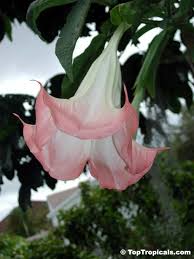 Brugmansia suaveolens (Angel's trumpet) | Top Tropicals Plant Encyclopedia