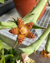 Image result for Orbea schweinfurthii