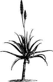 Image result for Aloe bicomitum