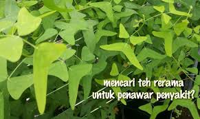 Daun durian belanda, shah alam, malaysia. Teh Rerama Durian Belanda Green Tea Boleh Sembuhkan Kanser Ke