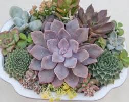 Articulos Similares A Step By Step Pdf Instructions Wall Mounted Succulent Garden En Etsy Succulents Succulent Arrangements Planting Succulents