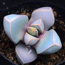 Pin By Mousumi Cuty On Succulents Lithops Succulents Succulents Planting Succulents