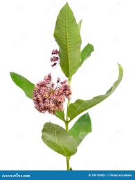Image result for Asclepias foliosa
