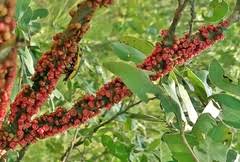 Image result for Pilostyles aethiopica