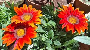 Image result for foto Gazánie