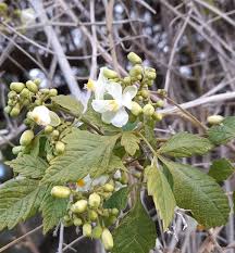 Image result for Cardiospermum grandiflorum