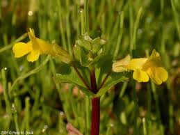 Image result for Mimulus