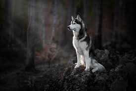 hd wallpaper forest dog husky