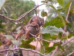 Image result for Diospyros kirkii