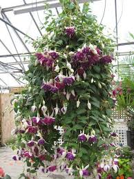 Pin On Fuchsias