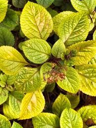 Image result for Plectranthus guruensis