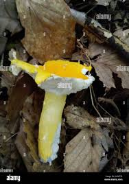Image result for Russula flavida