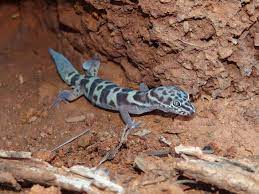 The most extensive is parker's (1972) research on a population in south mountain park near phoenix, maricopa co., arizona. Western Banded Gecko