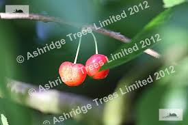 Cherry Tree Pollination Table Choosing Pollinating Cherries