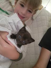 Free 9-week-old kitten in Farmington