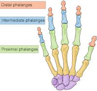 List Of All The Bones Functions Of The Human Body Systems