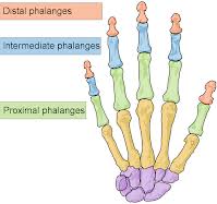 list of all the bones functions of the human body systems