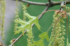 Image result for Quercus palustris
