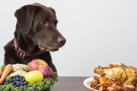 4 Etapes Pour Guerir La Diarrhee Du Chien Solution De L Eleveur