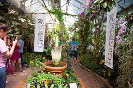 Close Encounters Of Rosie The Corpse Flower