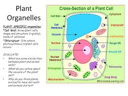In addition to maintaining or. The Twelve Days Of Middle School Science Day 1 Cell Theory Structure Organelles Functions Processes Ppt Download