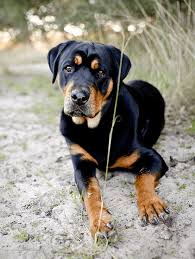 Many world champions in this pedigree. 11 Crazily Cute Rottweiler Mixes You Have To Check Out Now